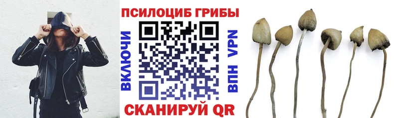 blacksprut   Кириллов  Псилоцибиновые грибы Psilocybe 